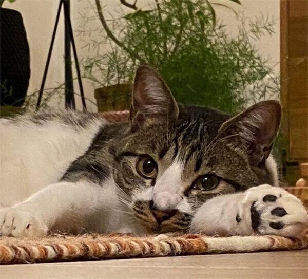 見つめるうずらくん