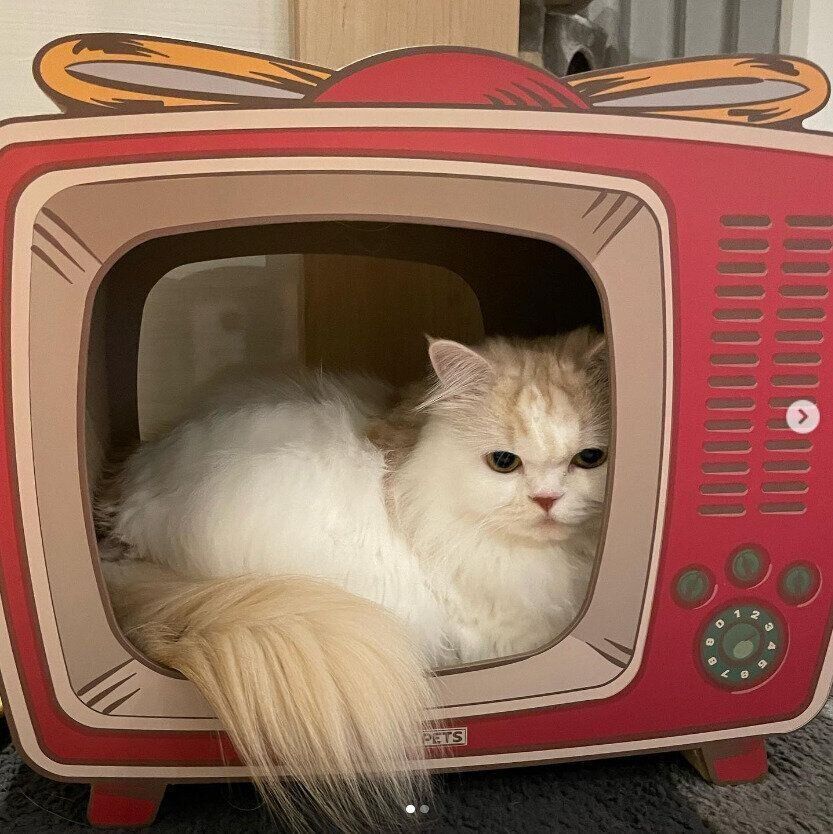 ＠kaifam13さんの爪とぎ