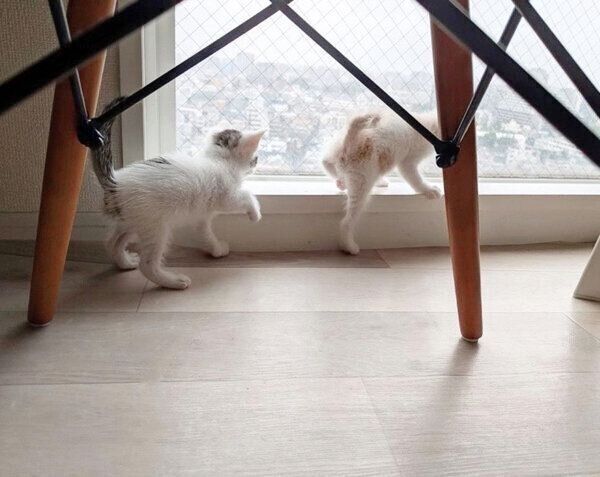 探検するコメちゃんとミソくん