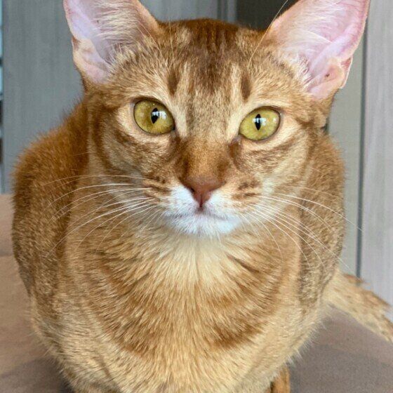 猫目のソマリのゆりこちゃん