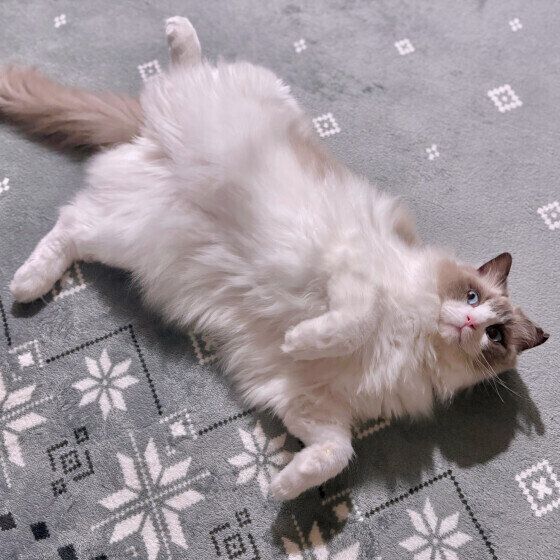 へそ天をするラグドール