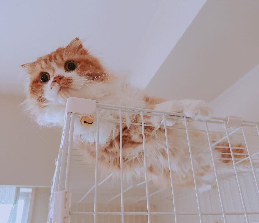 ケージの上にいるスコティッシュフォールド