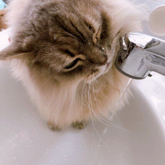 水を飲むのに失敗しているサイベリアン