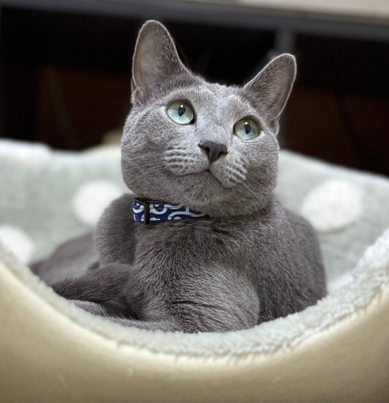 起きているときのカイくん