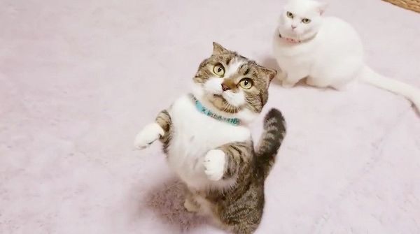 猫じゃらしで遊ぶマンチカン