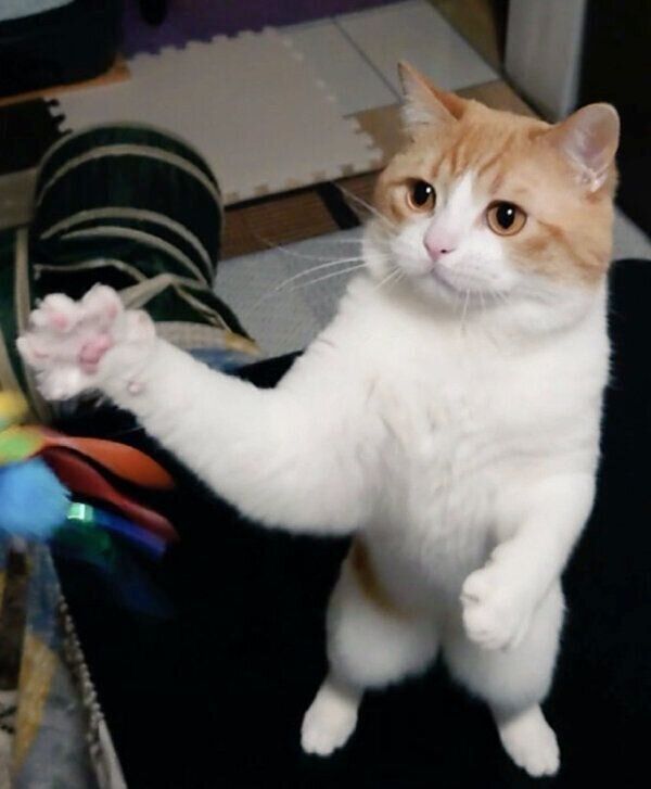 2本足で立つおちゃまるくん