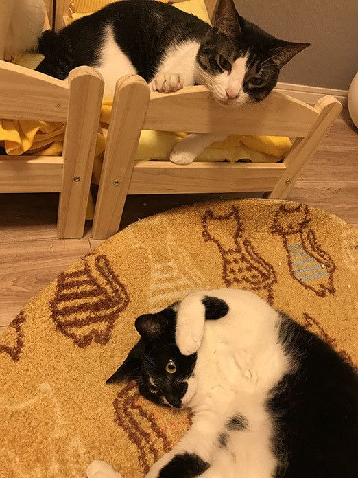 ポポロンファン必見！ ベッドの上のおねむポポロン