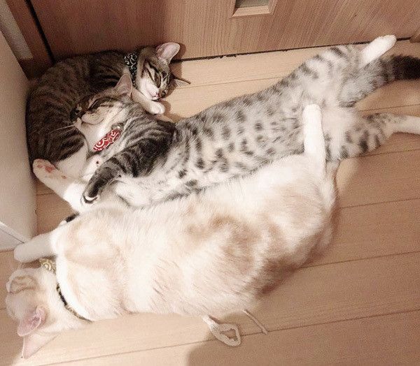 ミントちゃん、バロンちゃん、サクラちゃん