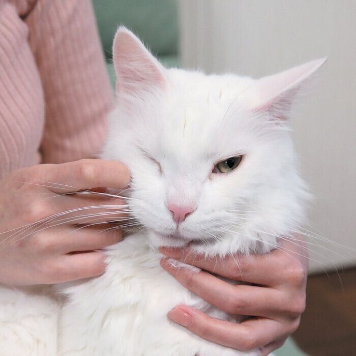 毛流れに沿ってタッチ