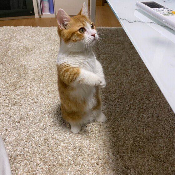 2足立ちするマンチカン（オス）