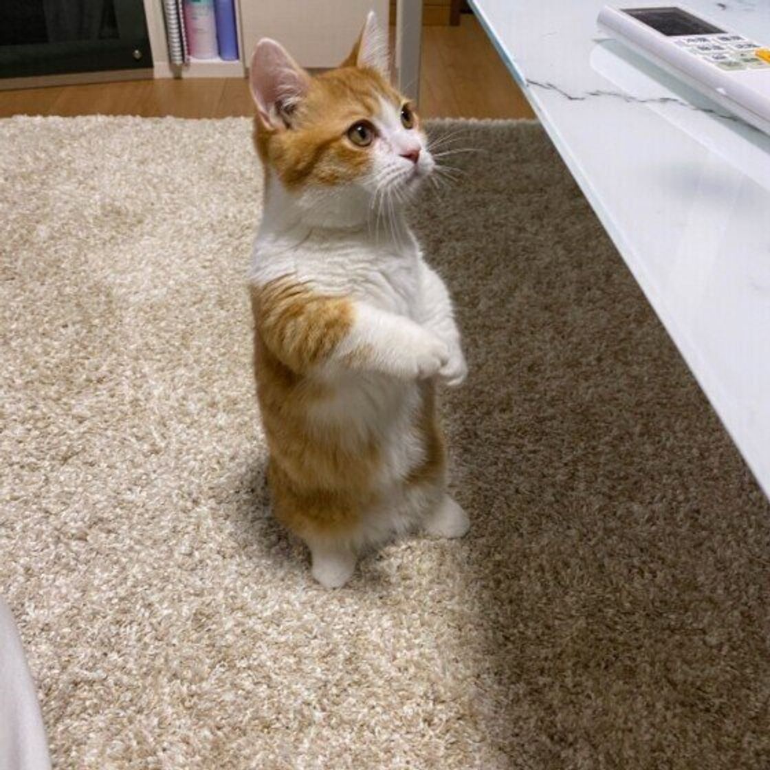 短足でもジャンプが得意 マンチカン猫の意外な魅力とは ねこのきもちweb Magazine 短足でもジャンプが得意 マンチカン猫の意外な魅力とは ねこのきもちweb Magazine