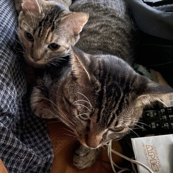 スリスリする2匹の猫