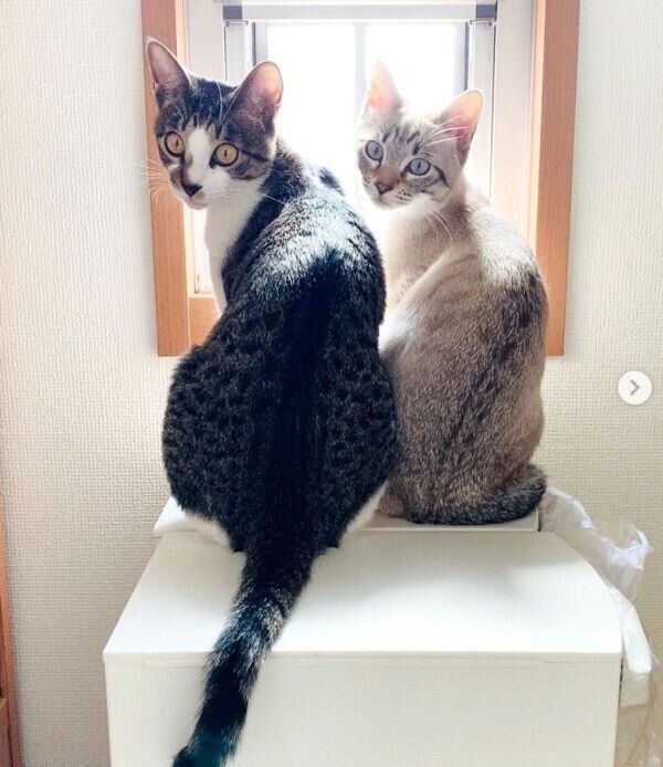 振り向くごんぞうくんとにぼしちゃん