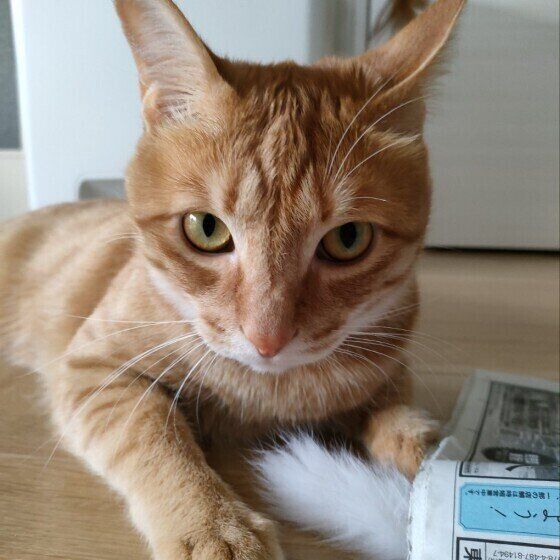 MIX（茶トラ）のふくくん