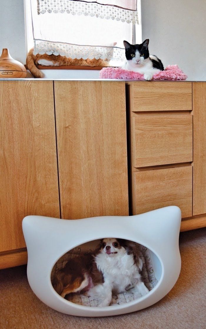 犬と猫／「ねこのきもち」2018年11月号