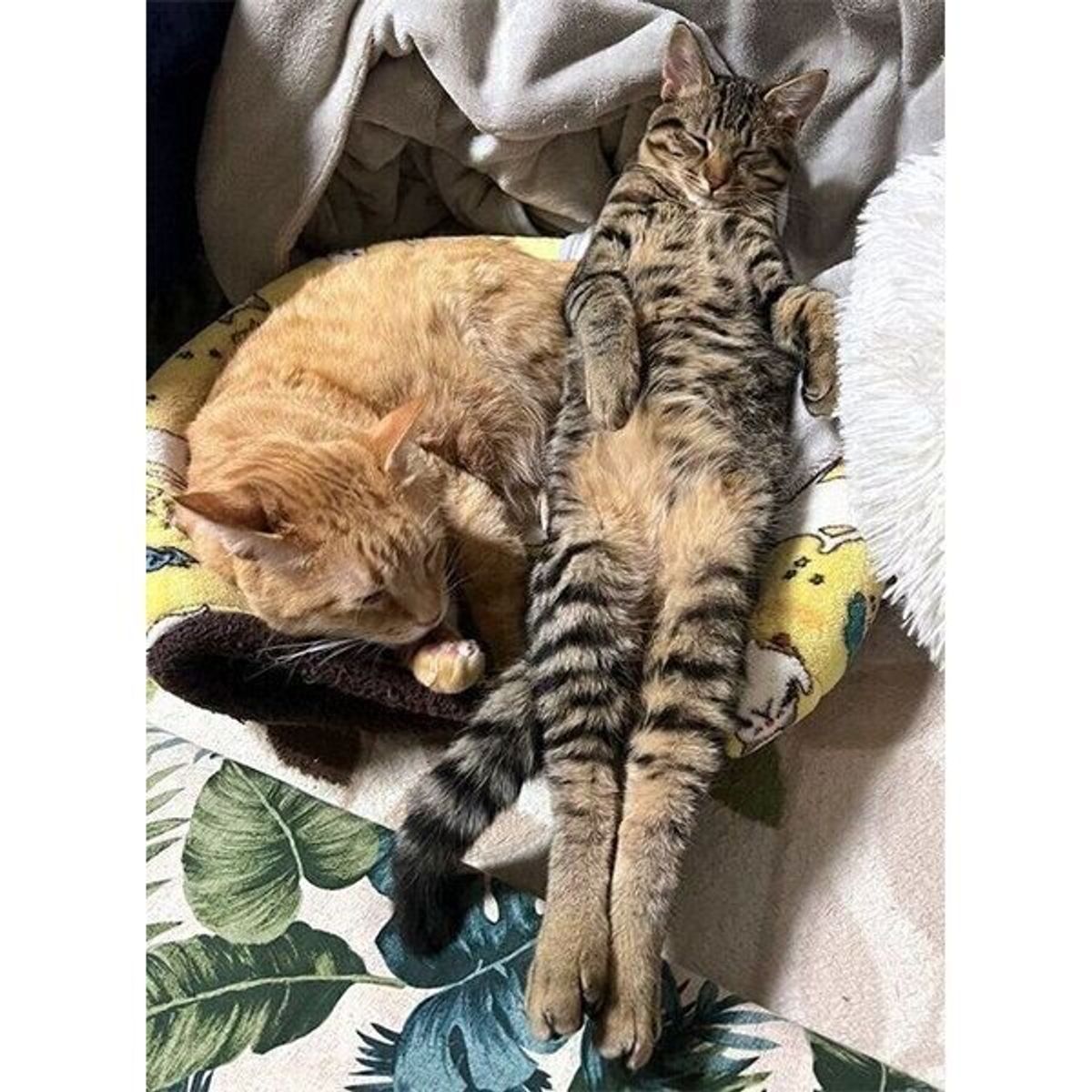 たった数カ月で体の大きさが逆転 先住猫と添い寝する子猫 2枚の写真を比較すると急成長ぶりに驚き ねこのきもちweb Magazine たった数カ月で体の大きさが逆転 先住猫と添い寝する子猫 2枚の写真を比較すると急成長ぶりに驚き ねこのきもちweb Magazine