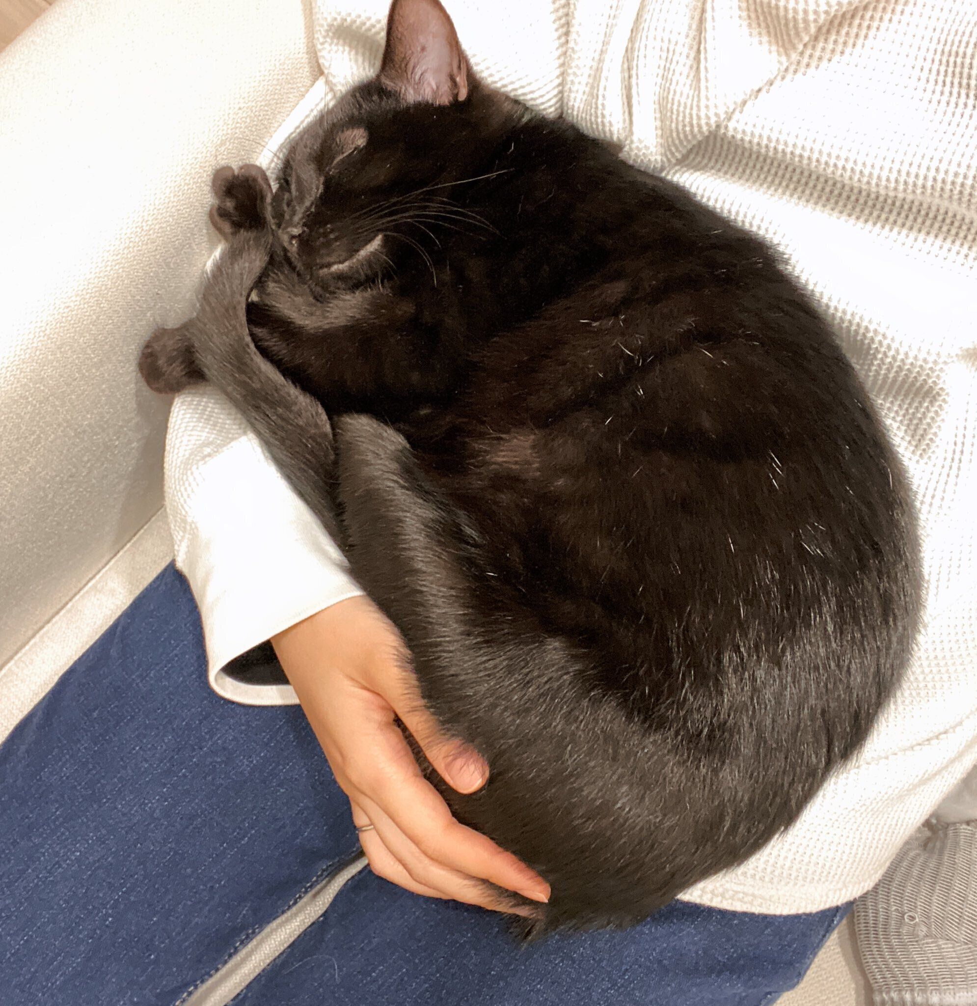 飼い主さんの腕の中で眠るけとしくん（撮影時、生後6カ月）