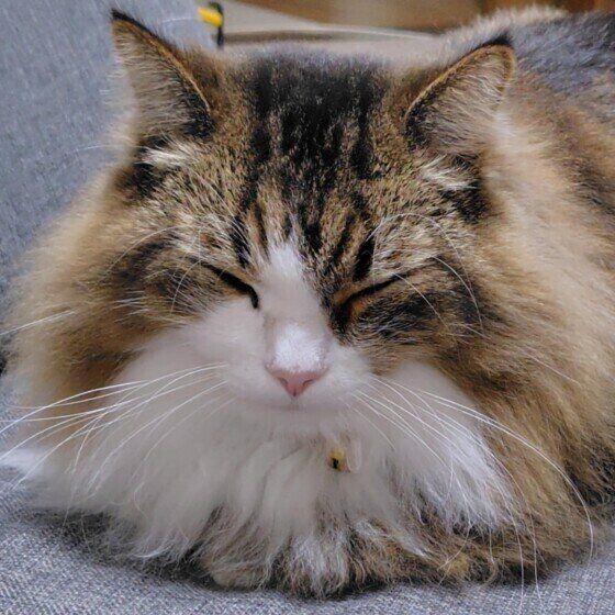 香箱座りをするコハクくん