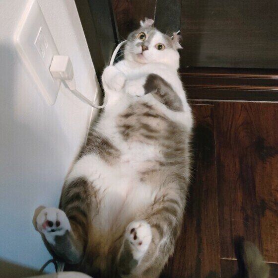 おなかを出してアピールするキトくん