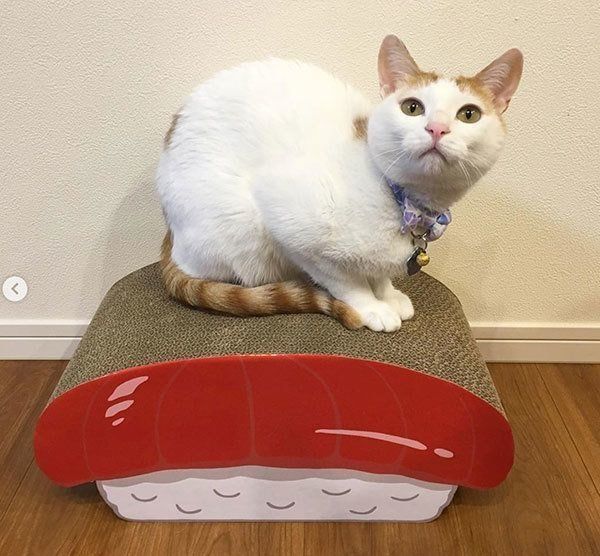 爪とぎの上でくつろぐ猫