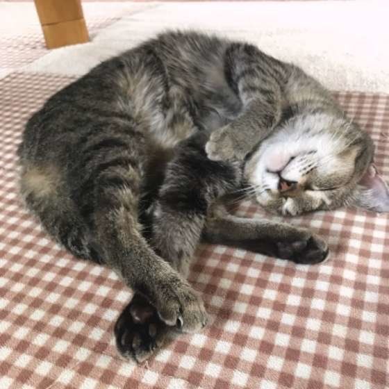 爆睡中のココちゃん