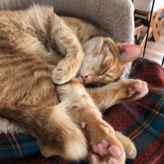 ベッドでくつろぐ茶トラ