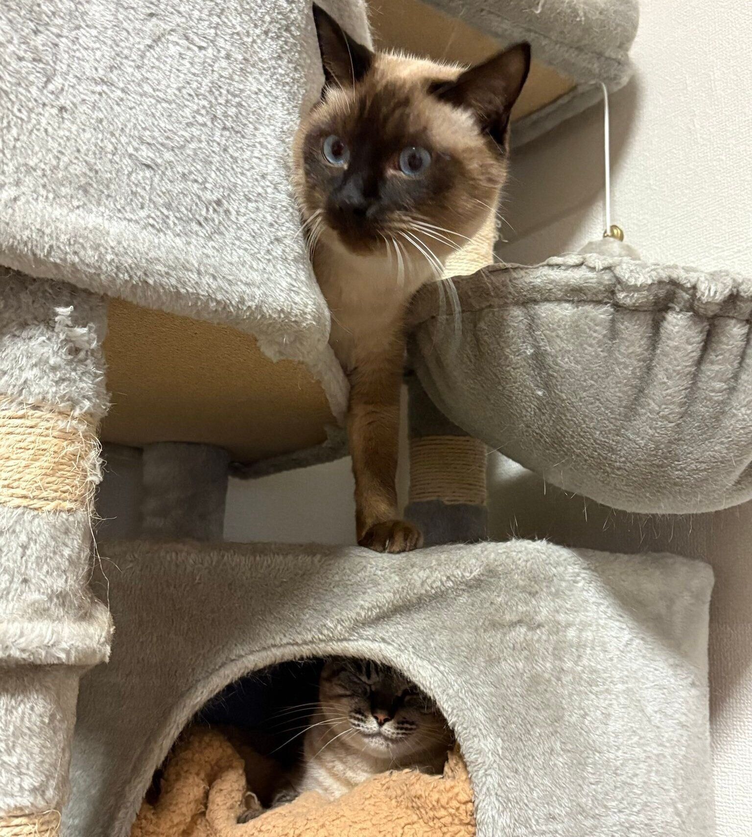 キャットタワーでくつろぐプリュイくんとアンジュちゃん