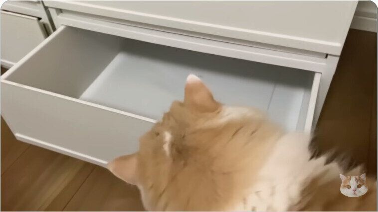 引出しの様子を探るレモンさん（スコティッシュフォールド、オス）