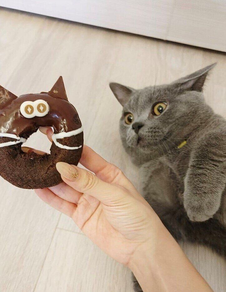 マンチカン　アヴ