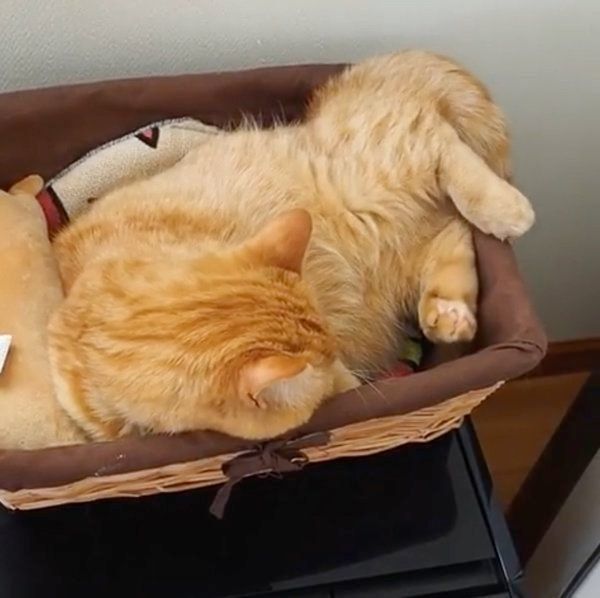 カゴに盛られるマンチカン