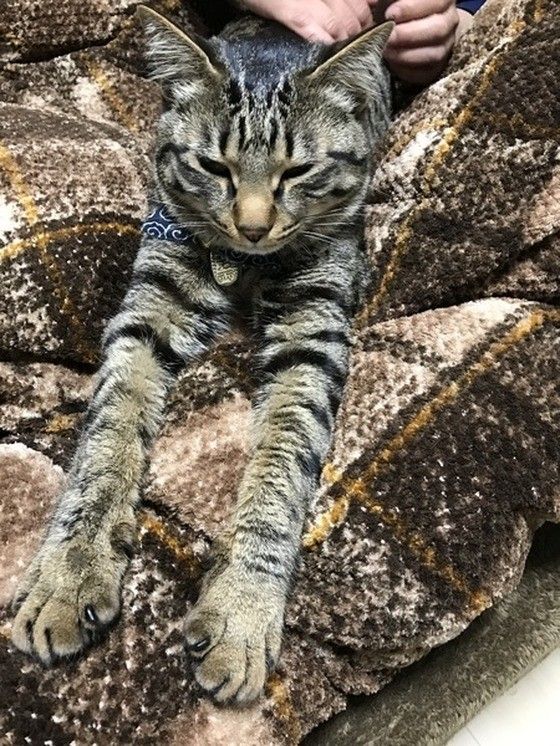 背中のマッサージ中のMIXキジトラ