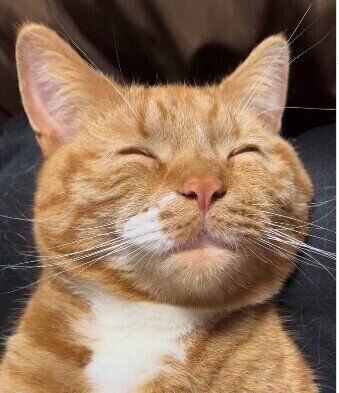 かわいらしい表情で“眠る”めんまくん
