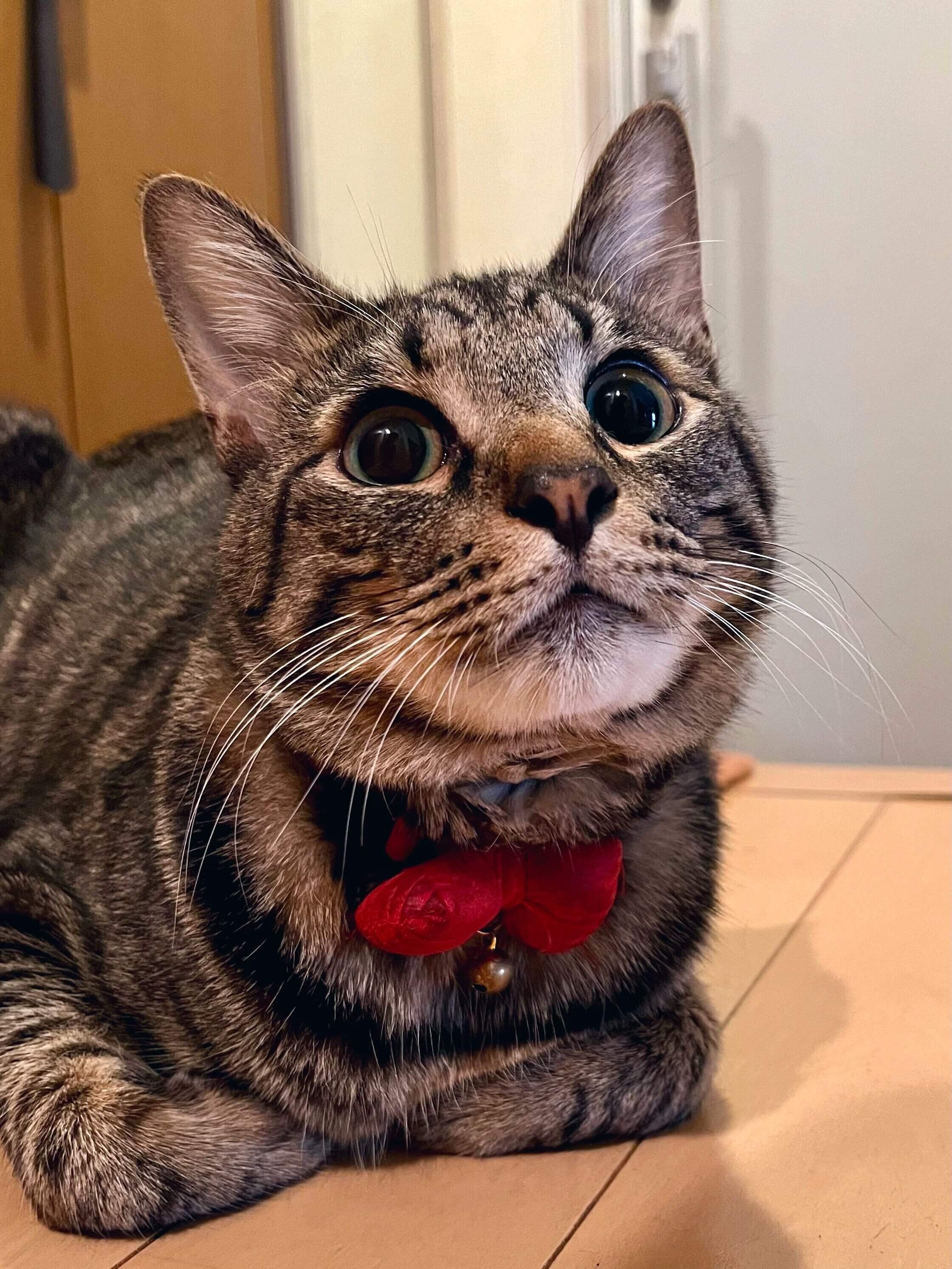 うるうるでかわいいぜんくん