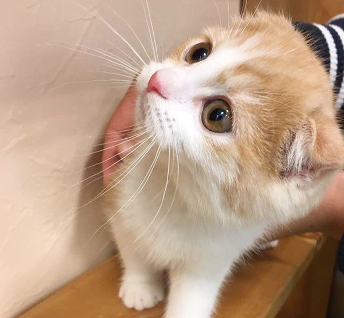 スリスリ は第2位 猫のかわいいしぐさランキング 第1位はアレだニャ ねこのきもちweb Magazine スリスリ は第2位 猫のかわいいしぐさランキング 第1位はアレだニャ ねこのきもちweb Magazine
