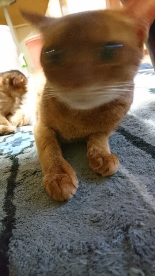 首を振る猫（ソマリ）