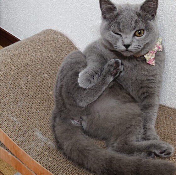 ブリティッシュショートヘアの玲奈ちゃん