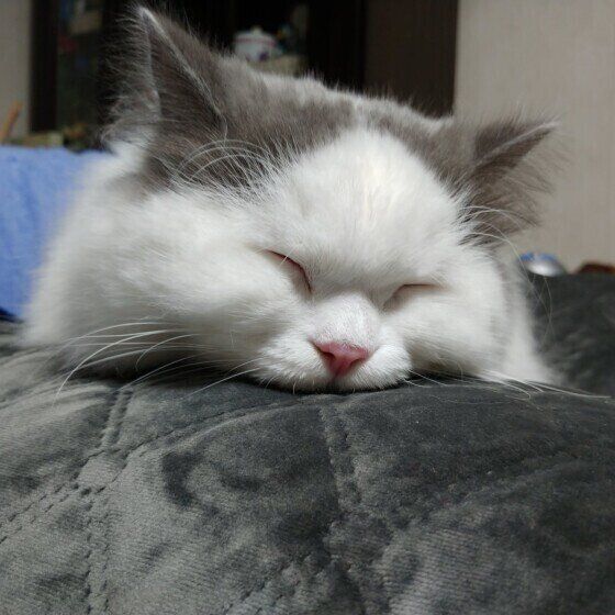 眠るブリティッシュショートヘア