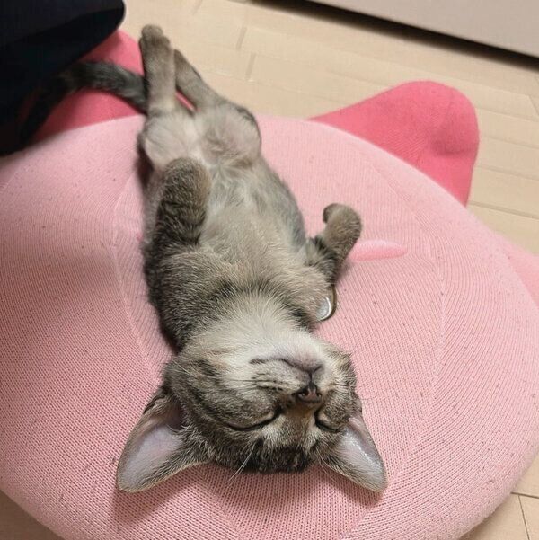 ヘソ天するとろろちゃん