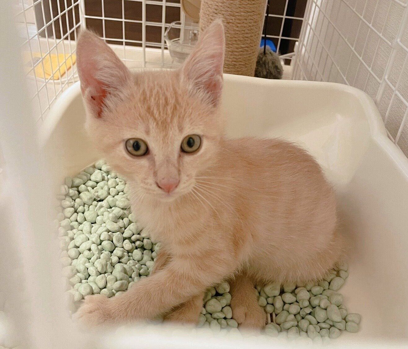 お迎えしたころのきんぴらくん