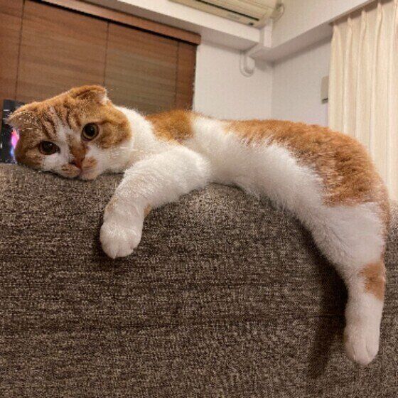 くつろぐスコティッシュフォールド