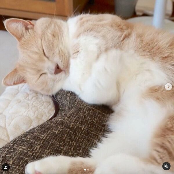 気持ちよさそうに眠るネネちゃん