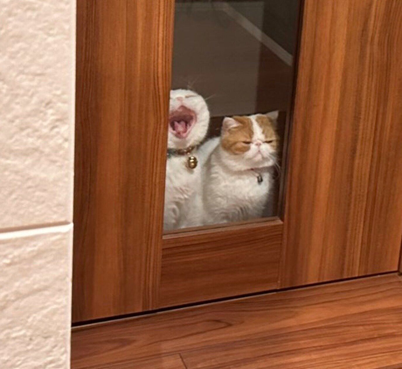 ドアの前で待つひるねくん、こんぶちゃん