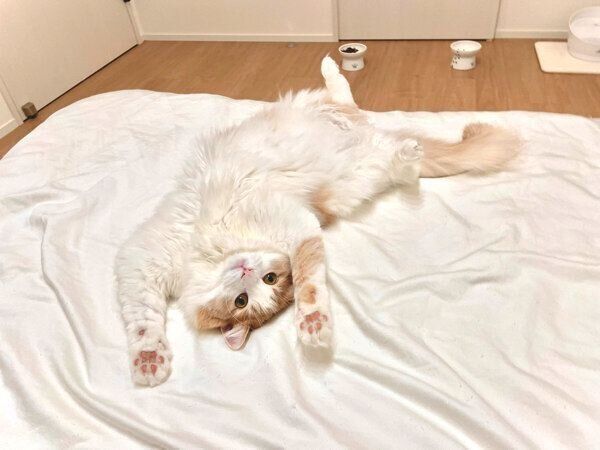 ヘソ天する博士くん