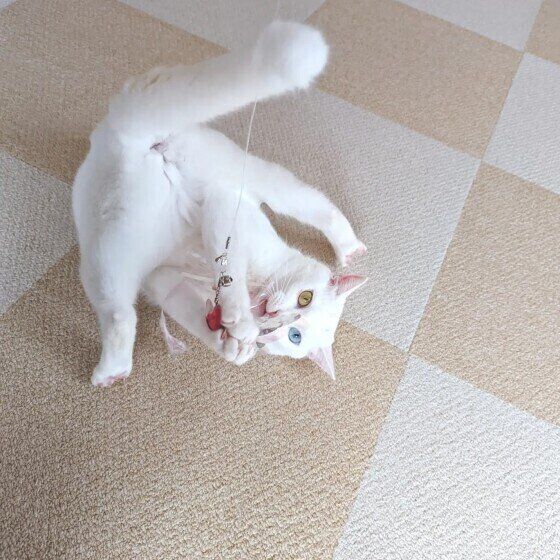 白猫の雪月ちゃん