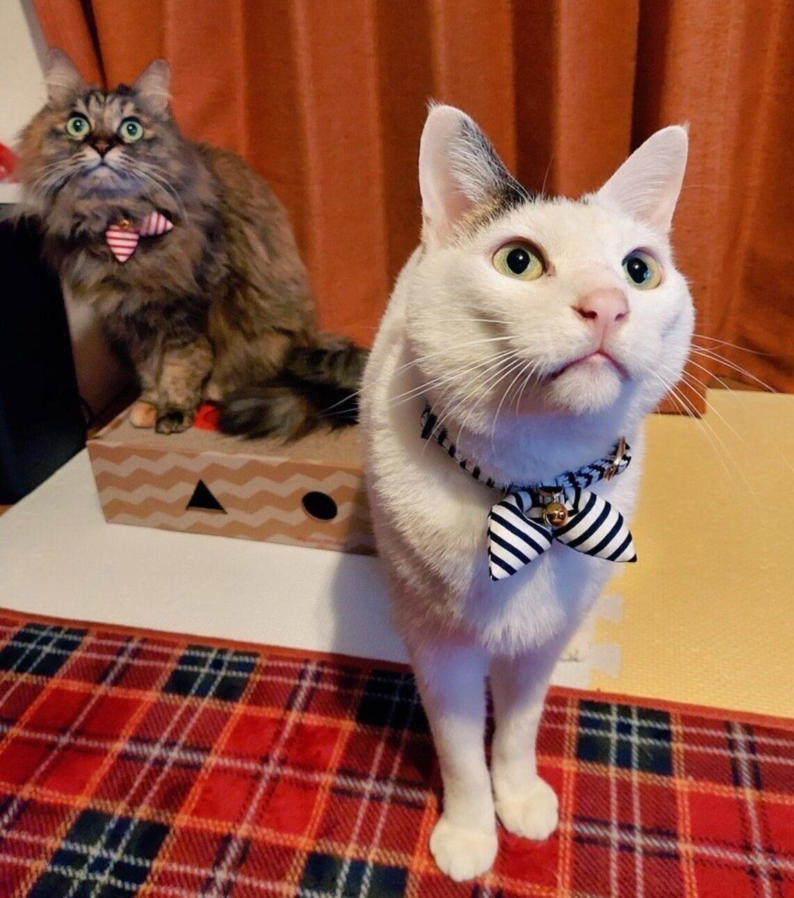 新しい首飾りをつける豆大福くん、みかん姐さん