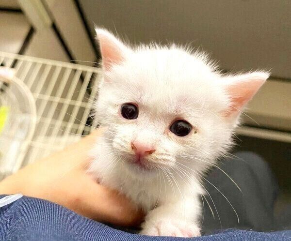 見つめるコハクさん