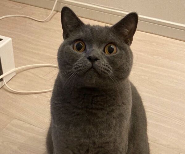 見つめるごまちゃん