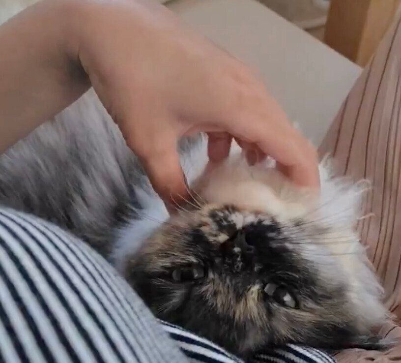 甘えるエアちゃん