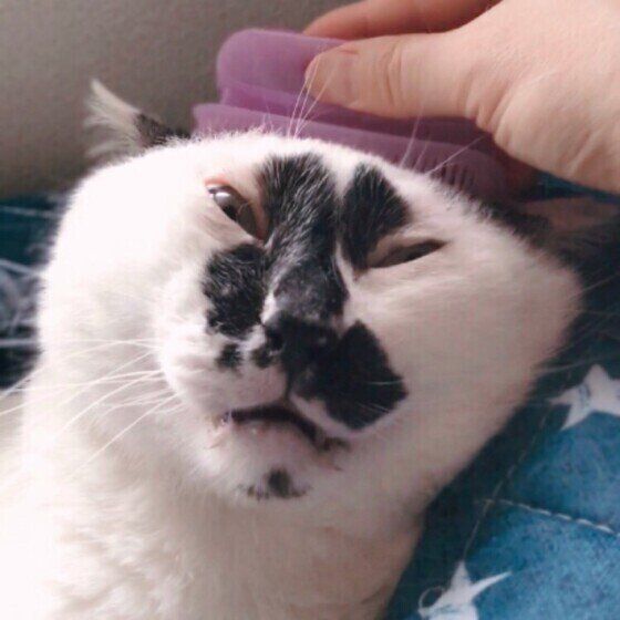 ブラッシングをしてもらうMix