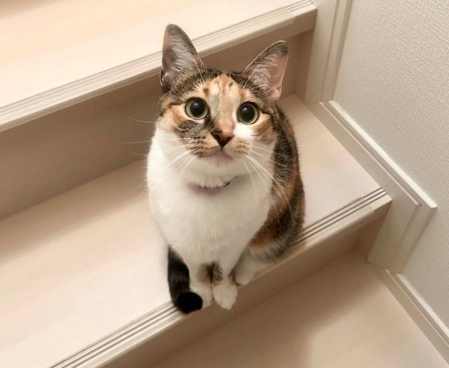 見つめるこはくちゃん